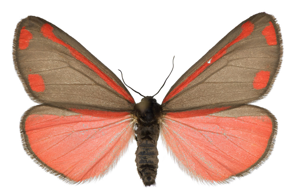 Familie der Bärenspinner,  Fundort Nohfelden, Flügelspannweite 36 Millimeter